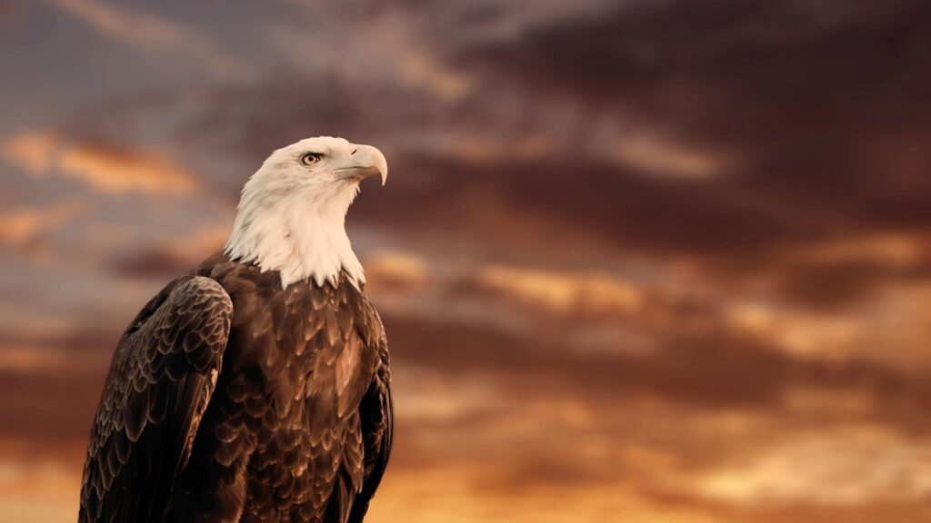 metareflexive perspektive