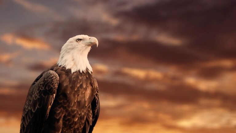 metareflexive perspektive